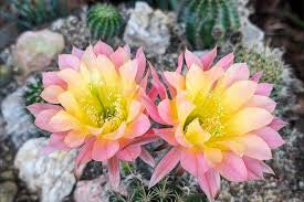 Cactus Flower